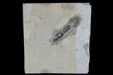 Cretaceous, Soft Bodied Cephalopod Fossil - Lebanon #173152-1